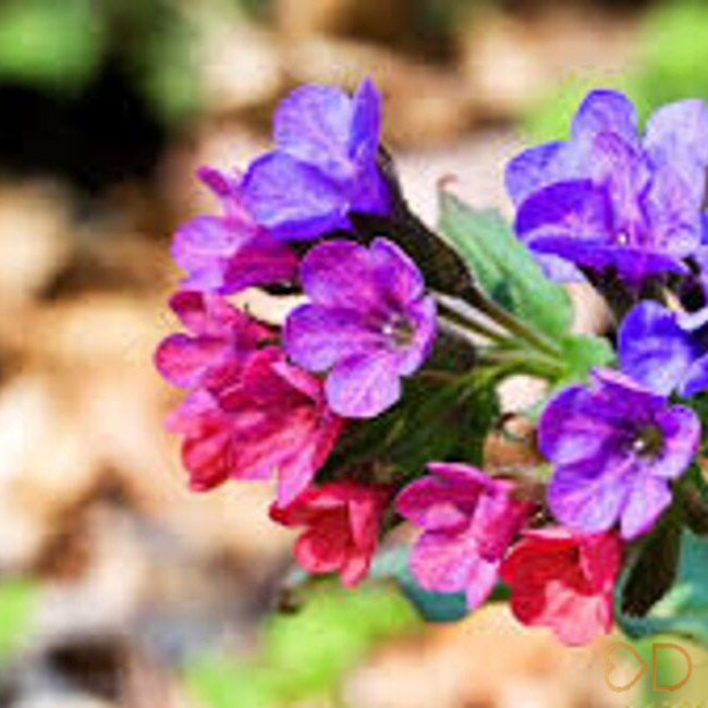 3 kvetinky pre „papkáčov“