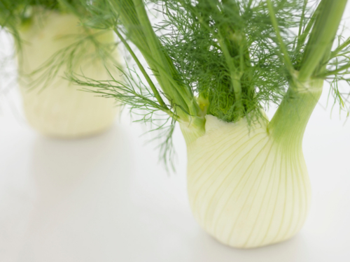 Váš kamarát fenikel