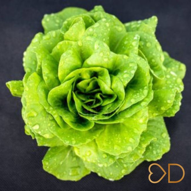 Mám šalát pred uložením do chladničky umyť?