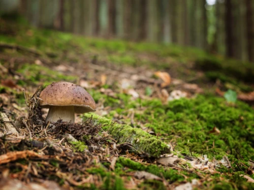 Poďme spolu na huby