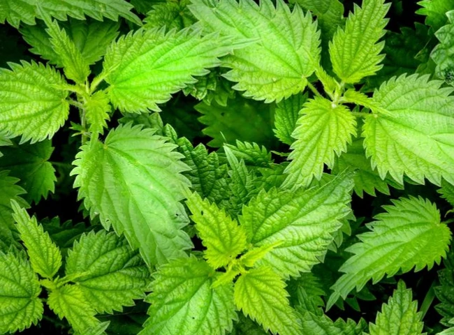 Bylinkoví krotitelia kíl