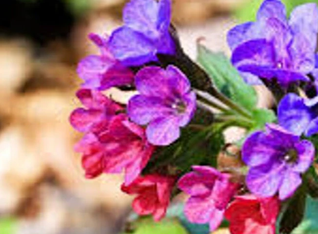 3 kvetinky pre „papkáčov“