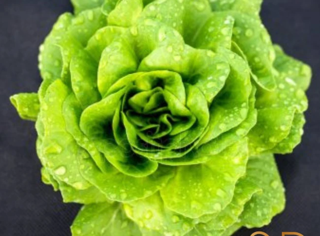 Mám šalát pred uložením do chladničky umyť?