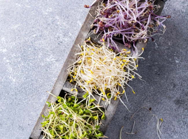 Das Geheimnis idealer Lebensmittel